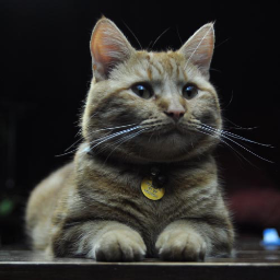 Macs, the ginger thing - Artans best friend Macs, the ginger thing - Artans best friend